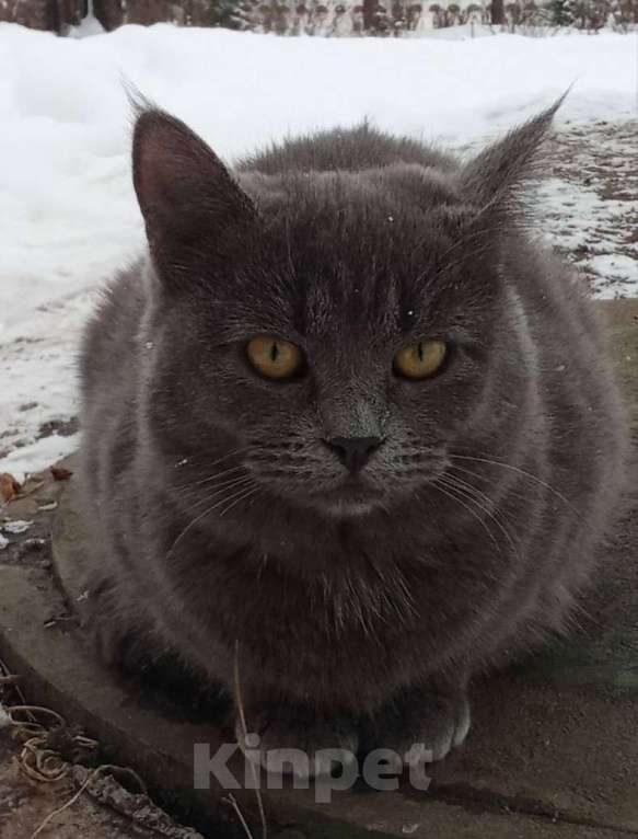 Кошки в Москве: Ищет дом чудесная кошка Пуша Девочка, Бесплатно - фото 2