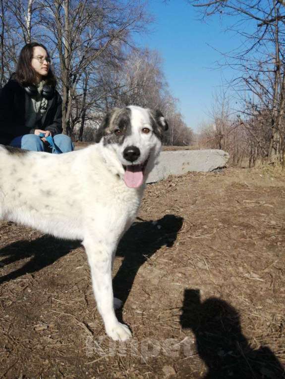 Собаки в Москве: Добрейший Поттер в Хорошие ручки! Мальчик, Бесплатно - фото 3