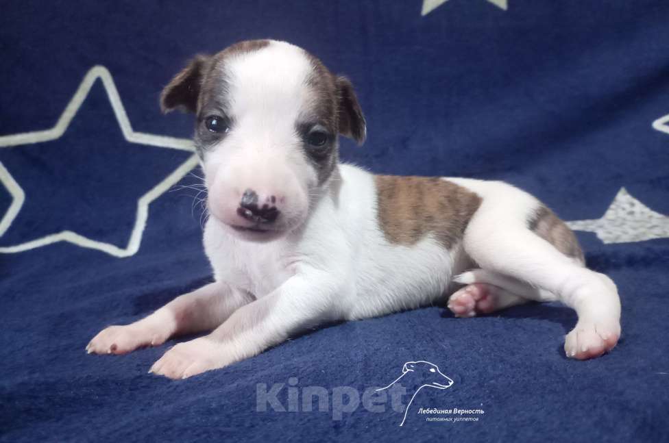 Собаки в Москве: Щенки уиппета суки ранняя бронь Девочка, Бесплатно - фото 4