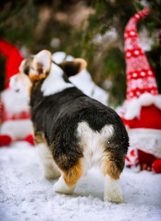 Собаки в Новосибирске: Вельш Корги Пемброк Динь-Динь Девочка, 65 000 руб. - фото 7