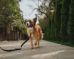 Собаки в Москве: Барон ищет дом Мальчик, Бесплатно - фото 4