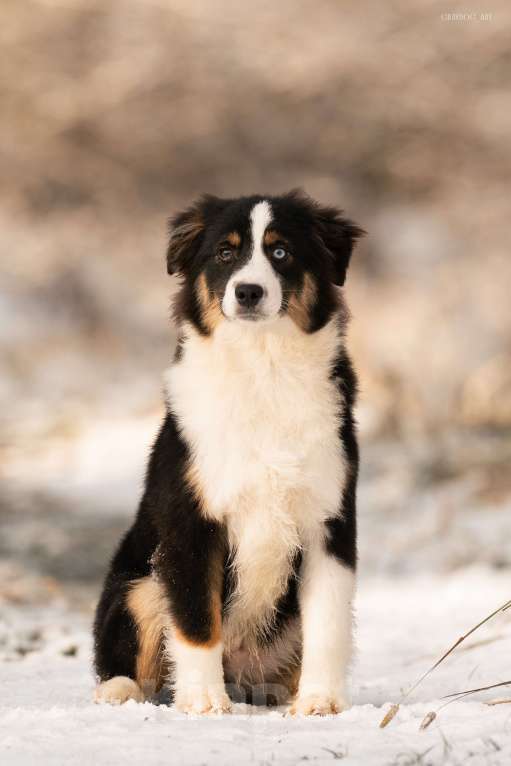 Собаки в Москве: Миниатюрная Американская Овчарка Щенок  Мальчик, 60 000 руб. - фото 3