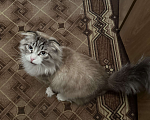 Кошки в Москве: Кот 1,5 года в добрый руки Мальчик, 5 руб. - фото 4