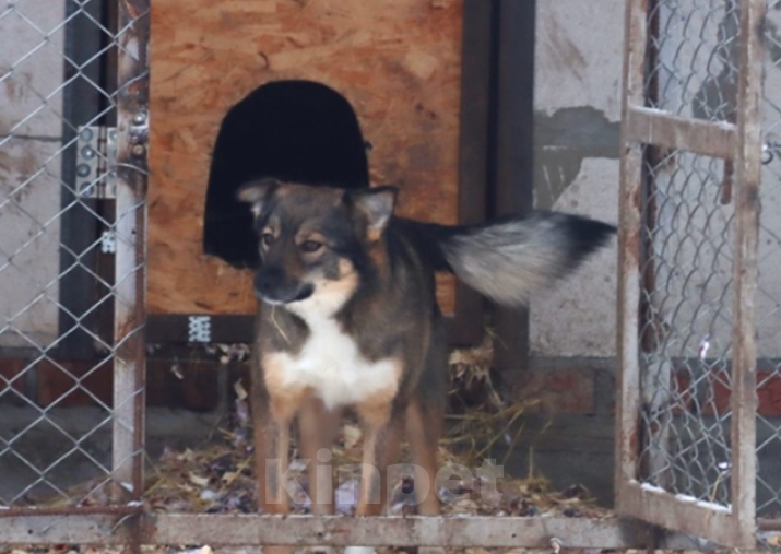 Собаки в Казани: Рокси Девочка, Бесплатно - фото 2