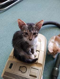 Котенок в добрые руки
