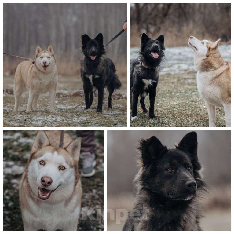 Собаки в Домодедово: В ДОБРЫЕ РУКИ  Девочка, Бесплатно - фото 8