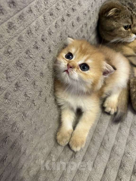 Кошки в Москве: Мальчик вислоухий Мальчик, 30 000 руб. - фото 3