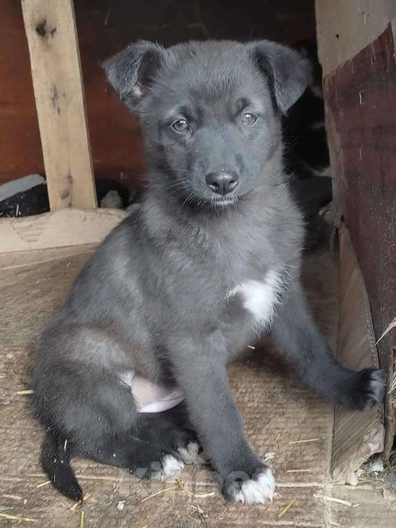 Собаки в Курске: Щенок в добрые руки  Девочка, 10 руб. - фото 5