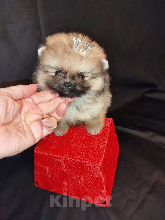 Собаки в Тольятти: Мини девочка Девочка, 100 000 руб. - фото 3