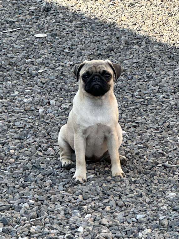 Собаки в Новокузнецке: Щенок мопса Девочка РКФ  Девочка, 40 000 руб. - фото 5