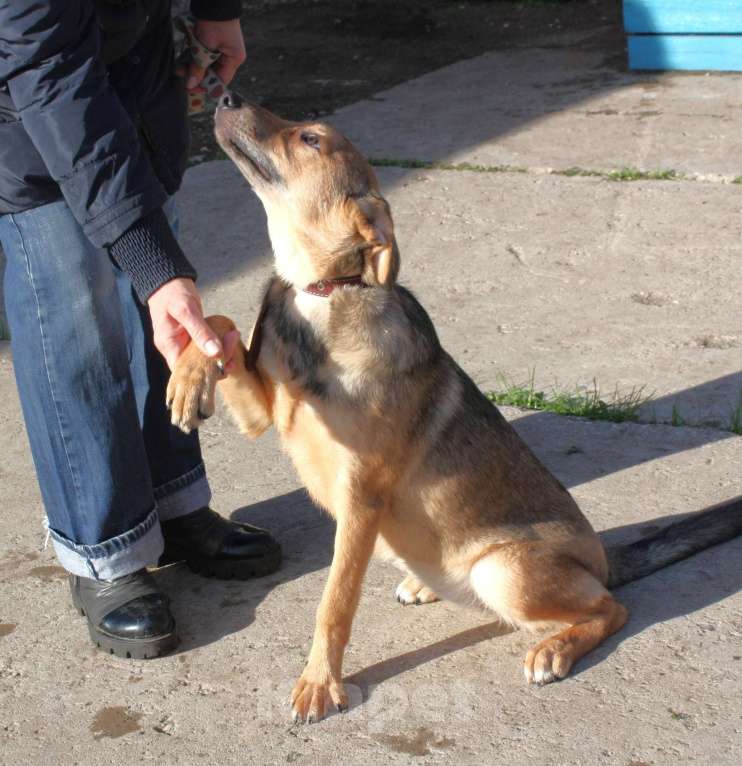Собаки в Москве: Молоденькая ласкушечка Ариша в самые добрые руки  Девочка, Бесплатно - фото 8