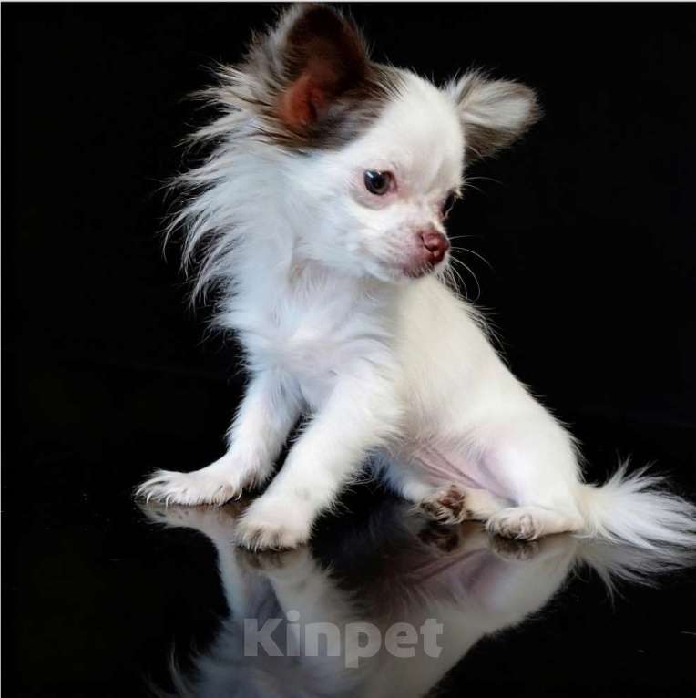 Собаки в Апрелевке: Длинношёрстная чихуахуа мини Девочка, 50 000 руб. - фото 4