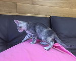 Кошки в Краснодаре: Кошечка в добрые руки бесплатно Девочка, Бесплатно - фото 2