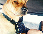 Собаки в Евпатории: ПРОПАЛА СОБАКА Мальчик, 1 руб. - фото 2