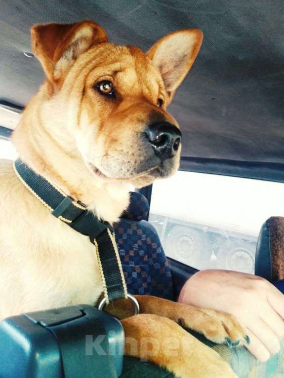 Собаки в Евпатории: ПРОПАЛА СОБАКА Мальчик, 1 руб. - фото 2