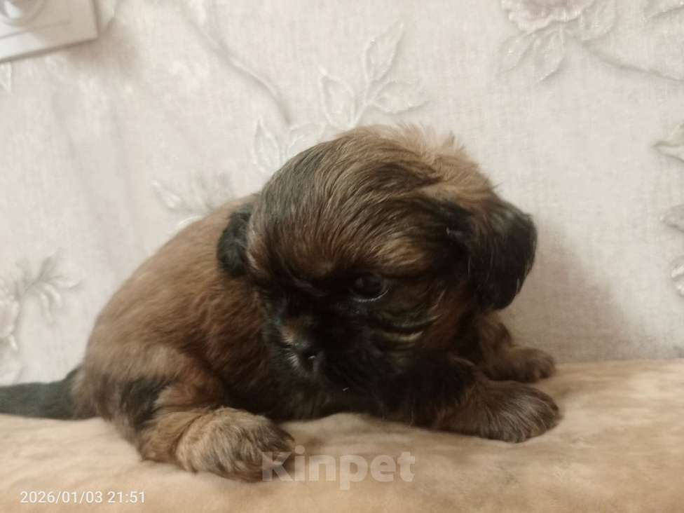 Собаки в Санкт-Петербурге: золотой ши-тцу Мальчик, 30 000 руб. - фото 1