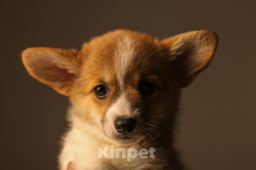 Собаки в Екатеринбурге: Venchana Selin Девочка, 80 000 руб. - фото 5