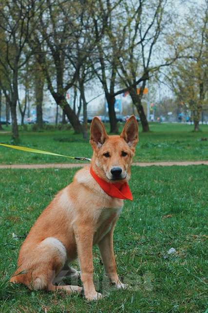 Собаки в Санкт-Петербурге: Рыжая овчарка Арчи в добрые руки Мальчик, Бесплатно - фото 1