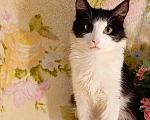 Кошки в Уфе: Котёнок подросток в добрые руки Мальчик, Бесплатно - фото 2