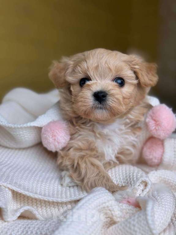 Собаки в Москве: Юник  Мальчик, 180 000 руб. - фото 1