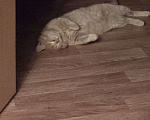 Кошки в Видном: Пропал кот  Мальчик, 5 000 руб. - фото 1
