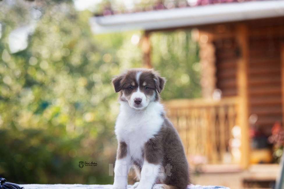 Собаки в Москве: австралийская овчарка аусси Девочка, 80 000 руб. - фото 5
