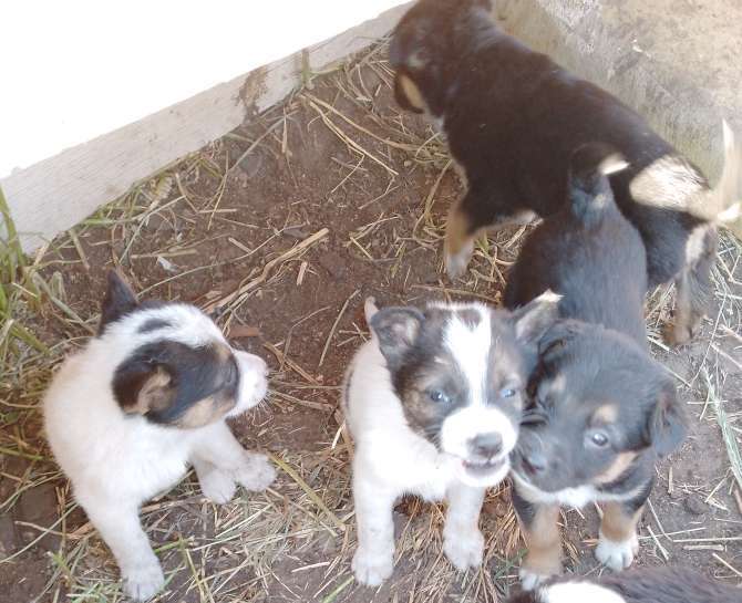 Собаки в Иркутске: Отдам щенков Мальчик, Бесплатно - фото 2