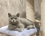 Кошки в Санкт-Петербурге: Британский котенок Мальчик, Бесплатно - фото 3