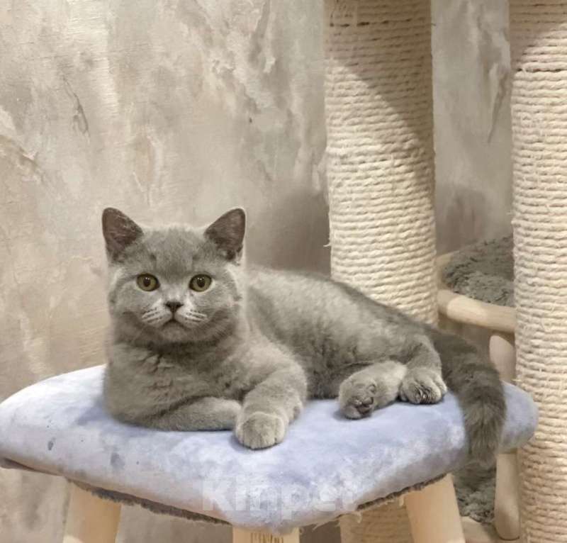 Кошки в Санкт-Петербурге: Британский котенок Мальчик, Бесплатно - фото 3