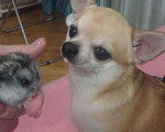 Собаки в Ижевске: Вязка чихуахуа, 1 руб. - фото 3