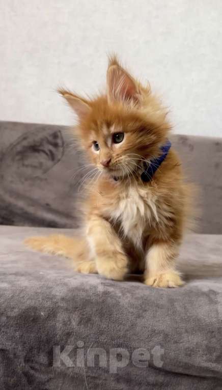 Кошки в Иркутске: Котик мейн-кун Мальчик, 35 000 руб. - фото 2