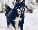 Собаки в других городах Московской области: Джек якутенок Мальчик, Бесплатно - фото 2