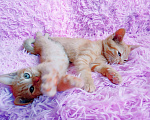 Кошки в Санкт-Петербурге: Два рыжих солнечных котенка - девочка и мальчик Мальчик, 200 руб. - фото 1