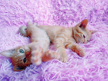 Объявление: Два рыжих солнечных котенка - девочка и мальчик, 200 руб., Санкт-Петербург