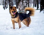 Собаки в Москве: Ваш самый верный друг, молодой пес Хьюго в добрые руки Мальчик, 10 руб. - фото 7