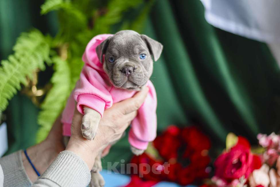 Собаки в Москве: мальчик лилово-подпалый французкий бульдог Мальчик, 90 000 руб. - фото 5