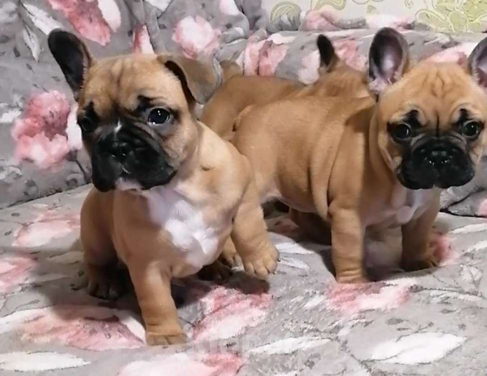 Собаки в Нижнем Новгороде: Предлагаю  к продаже щенков французского бульдога Девочка, 50 000 руб. - фото 4