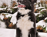 Собаки в Звенигороде: Вечный двигатель Влада собака в дар Девочка, Бесплатно - фото 3