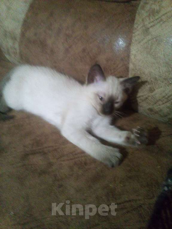 Кошки в других городах Ленинградской области: Сиамский котёнок Девочка, 15 000 руб. - фото 5