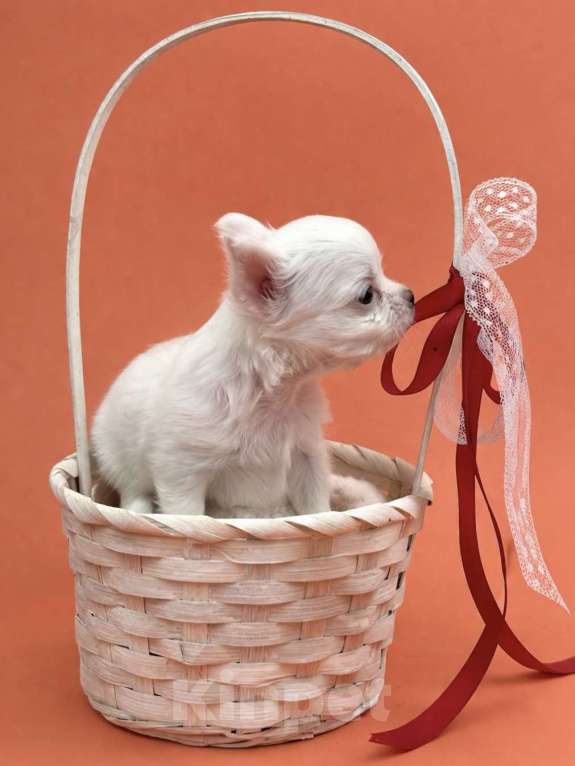 Собаки в Казани: Чихуахуа щенок Девочка, 30 000 руб. - фото 2