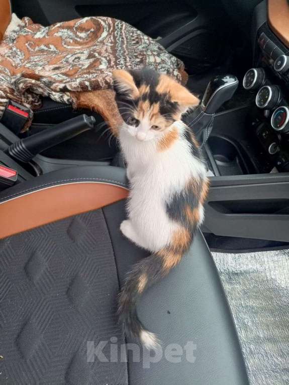 Кошки в Ульяновске: Отдам котят Мальчик, Бесплатно - фото 3