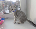 Кошки в Москве: Шотландские вислоухие котята Мальчик, 12 000 руб. - фото 5