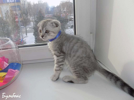 Шотландские вислоухие котята