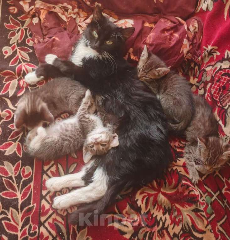 Кошки в Санкт-Петербурге: Даша Девочка, Бесплатно - фото 1