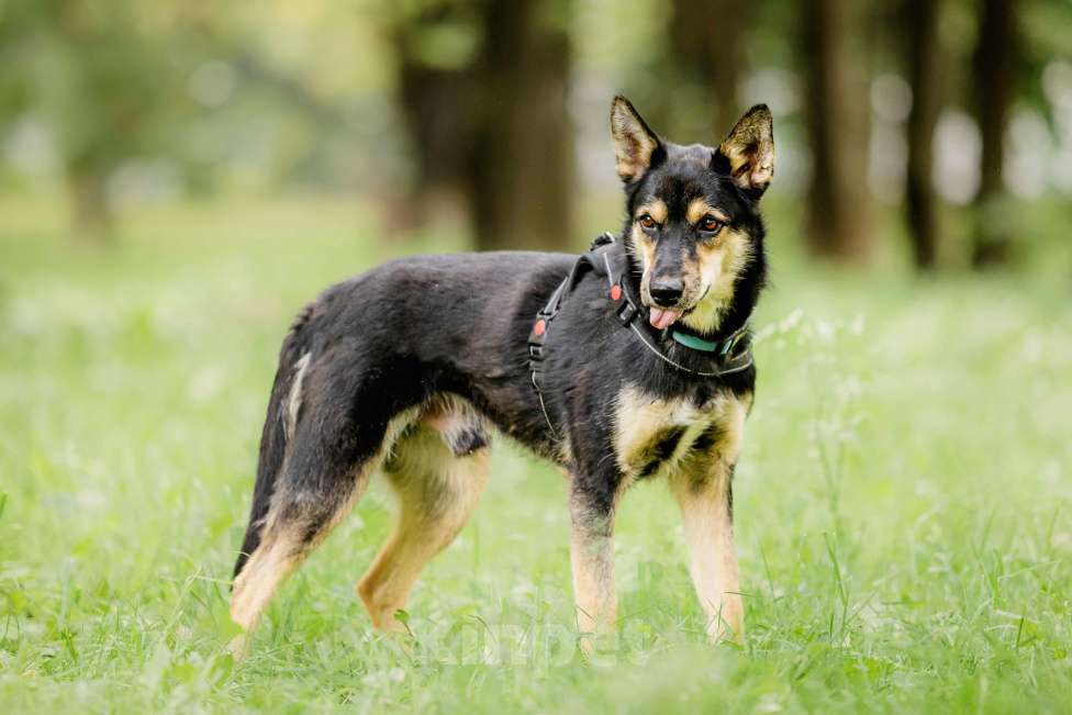 Собаки в Москве: Ласковый и волевой обнимака Чейз не может без человека, слишком для него это тяжело... Мальчик, Бесплатно - фото 2