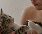 Кошки в Екатеринбурге: Котенок (1 месяц) ищем любящую семью  Мальчик, Бесплатно - фото 2