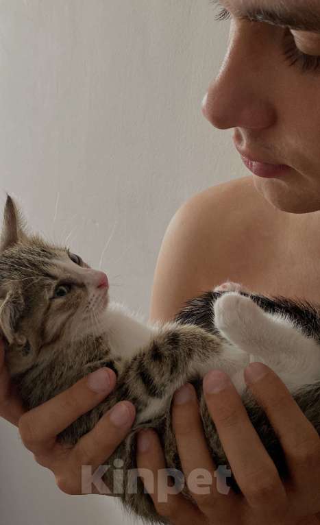 Кошки в Екатеринбурге: Котенок (1 месяц) ищем любящую семью  Мальчик, Бесплатно - фото 2