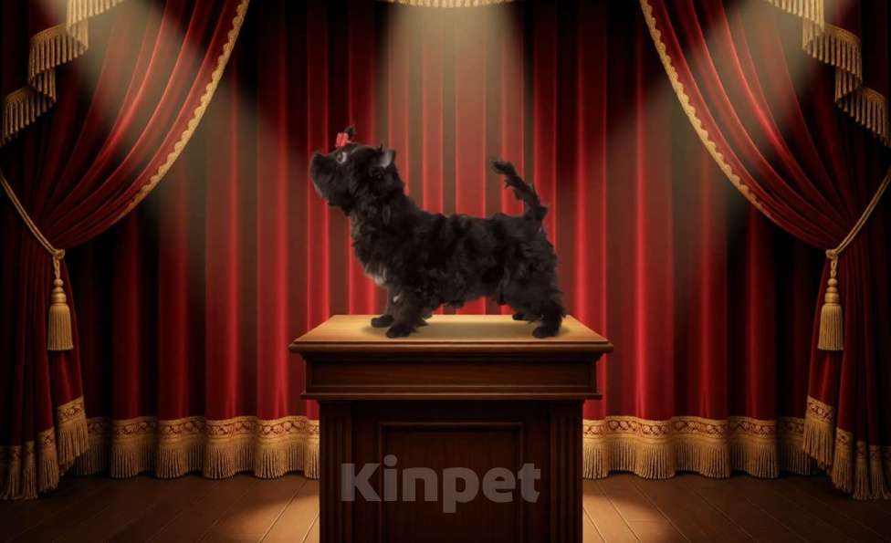 Собаки в Сосновом Бору: Девочка шоко йорка Нутелла Девочка, 50 000 руб. - фото 4