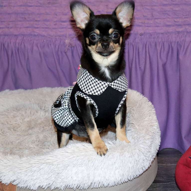 Собаки в Москве: Девочка чихуахуа Девочка, 55 000 руб. - фото 2