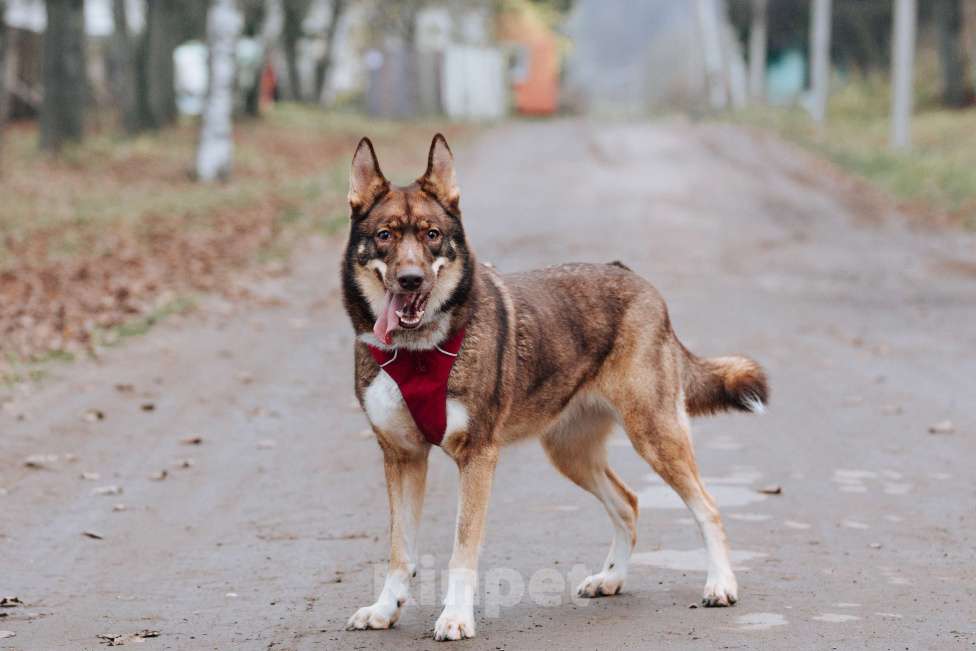 Собаки в других городах Московской области: Подарите Дафне семью Девочка, Бесплатно - фото 1